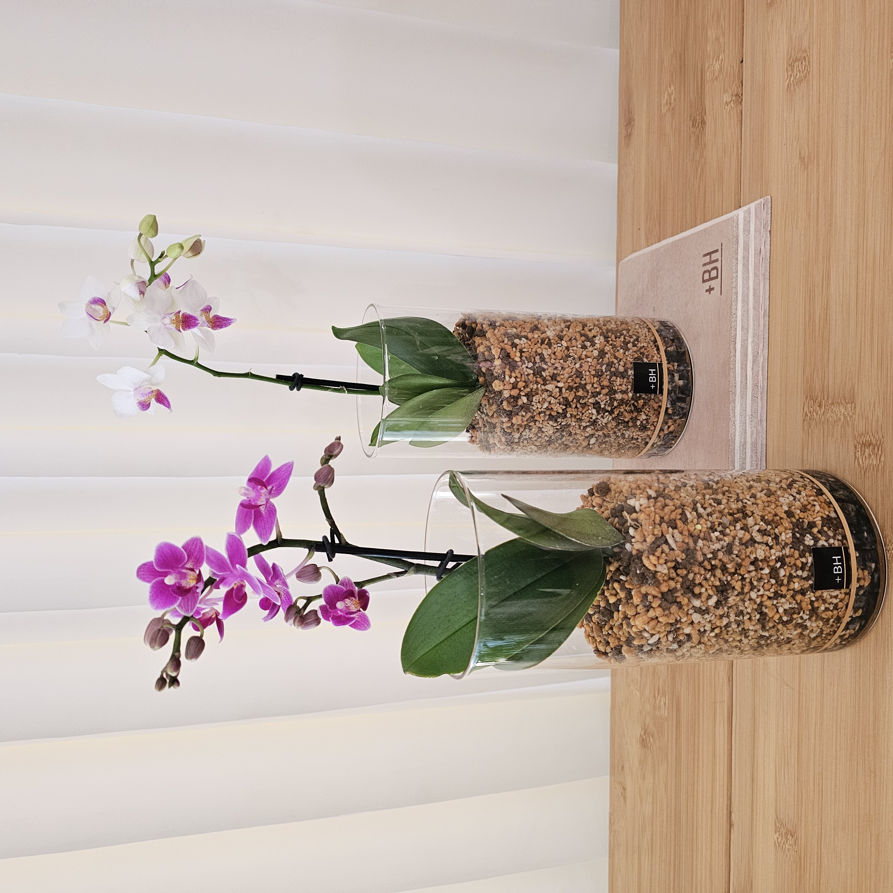 胡蝶蘭2鉢セット（片桐節子 HANA・BIYORIデザイナーベストセレクション/+BHブランド商品）